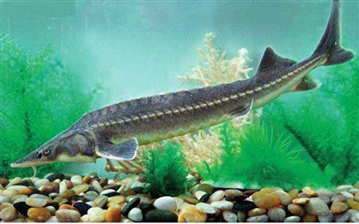 银川达人带看"水中活化石"鲟鱼
