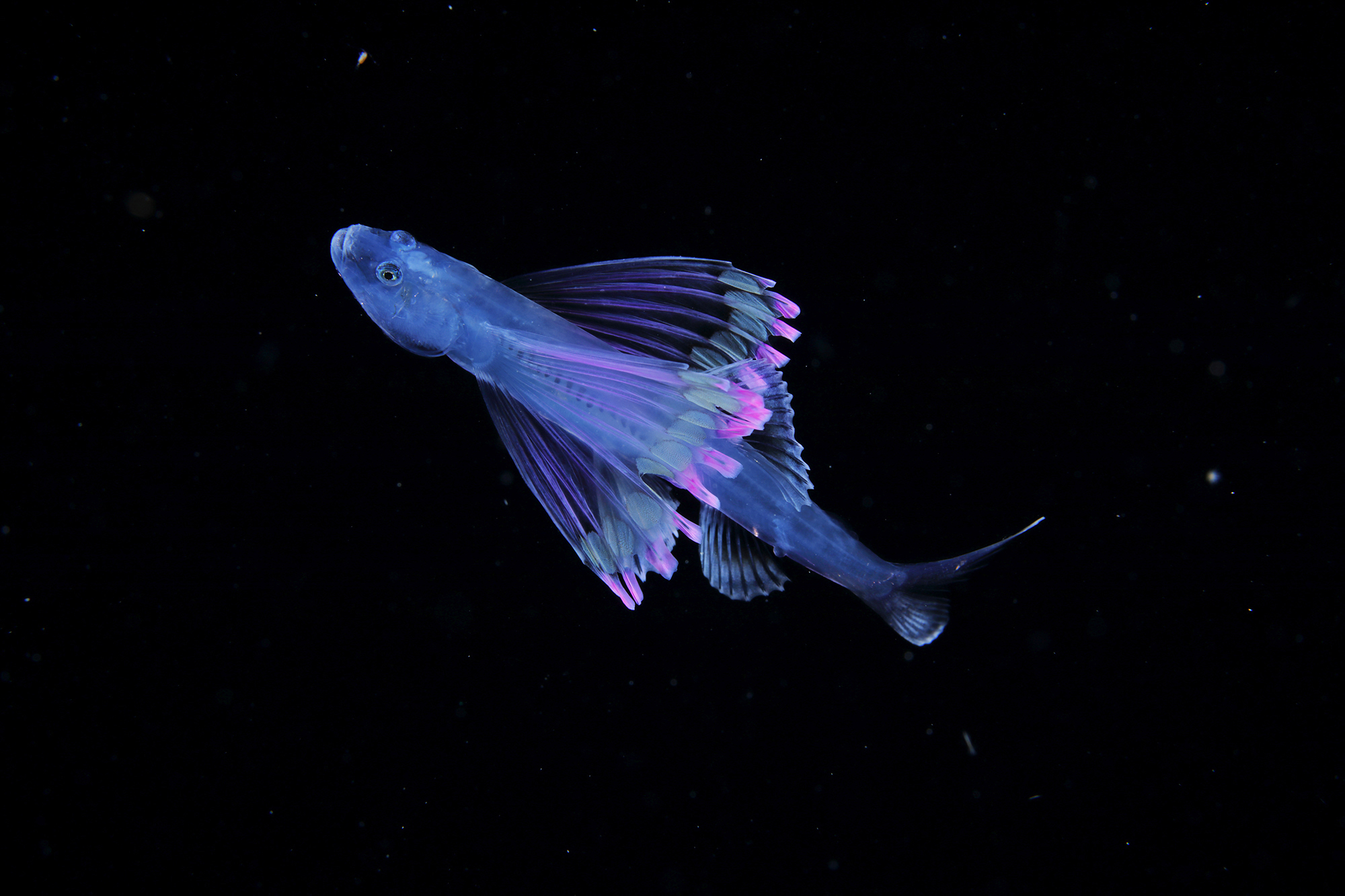 tripodfish图片